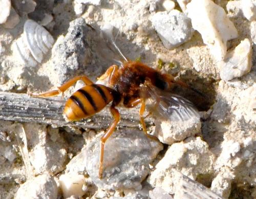 Nomada agrestis